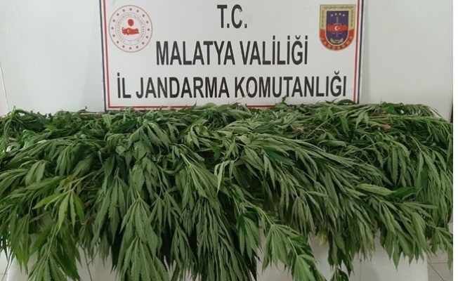 Malatya'da uyuşturucuya darbe: 530 kök kenevir ele geçirdi