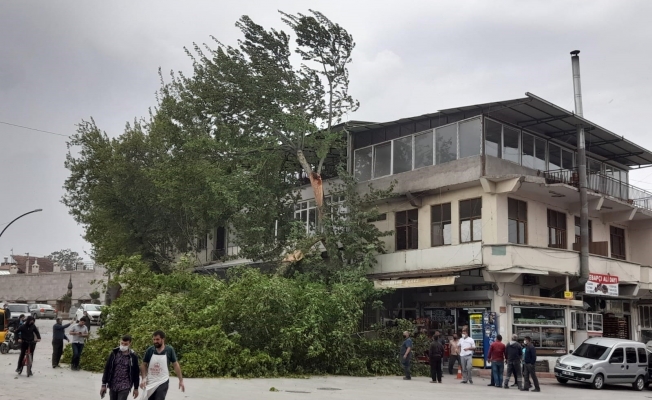 Malatya'da şiddetli rüzgar ağaçları devirdi