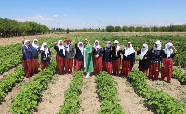 Battalgazi'nin gönüllü kadınları, ilk hasatlarını topladı