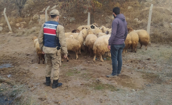 Kayıp 31 koyunu jandarma buldu  