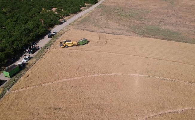 Malatya'da ekilen yeni buğday türünden yüksek verim alındı