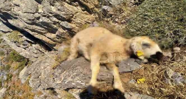 Malatya'da kurtlar 18 koyunu telef etti