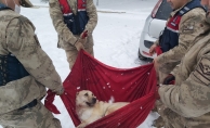 Karda yaralı halde bulunan köpeğe jandarma şefkati