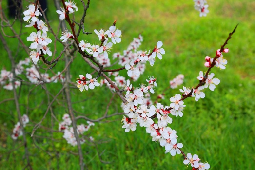 Malatya'da ilkbahar ve kayısıların çiçek açması