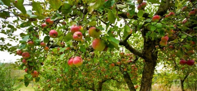 Malatya'da meyve üreticilerine önemli uyarı!..