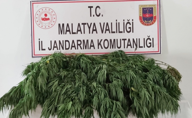 Malatya'da 2 bin 200 kök kenevir ele geçirildi