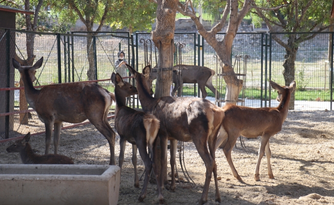 Malatya Hayvanat Bahçesi 7 ay sonra kapılarını yeniden açtı
