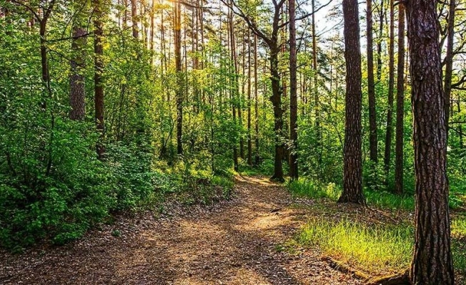 Malatya’da ormanlara giriş yasağıyla ilgili yeni karar açıklandı