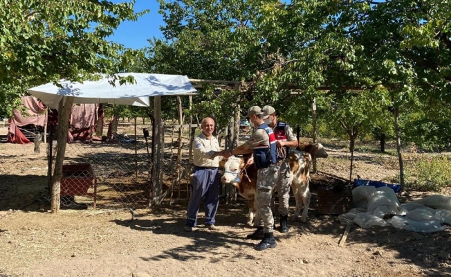Kayıp inekler drone ile bulundu! Sahibine teslim edildi