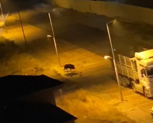Malatya’da aç kalan domuzlar kent merkezine indi