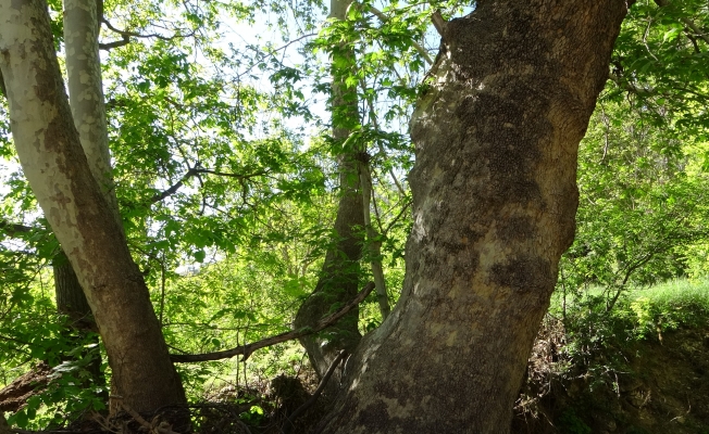 Malatya'da 250 yıllık çınar ağacı için koruma talebi