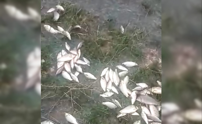 Sel nedeniyle taşan gölde balıklar karaya vurdu