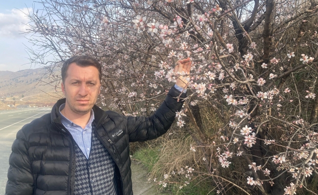 Korkulan oldu! Malatya’da badem ağaçları çiçek açtı