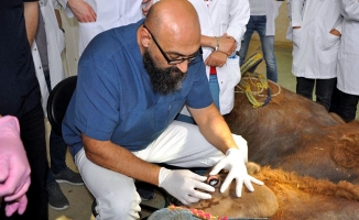 Dünyada bir ilk: Türkiye’de deveye katarakt ameliyatı yapıldı!