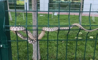 Hastane bahçesindeki yılan korkuttu!