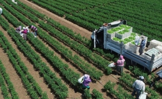 Doğanşehir’de sebze üretimi arttırılacak