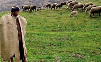 Türkiye, Afganistan'dan 150 bin çoban ithal edecek!