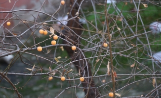 Malatya’da erik ağacı kış ortasında meyve verdi