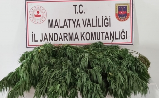 Malatya'da 2 bin 200 kök kenevir ele geçirildi