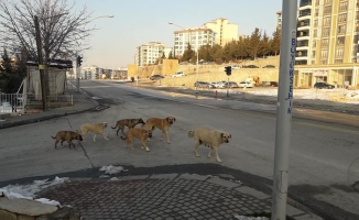 Malatya'da dehşet! Sokak köpeklerinin saldırısına uğradı