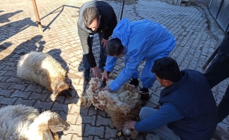 Malatya’da koyun kırkma eğitimi