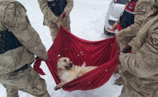 Karda yaralı halde bulunan köpeğe jandarma şefkati