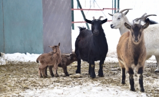 Hayvanat Bahçesi yeni doğmuş üyeleriyle ziyaretçilerini bekliyor