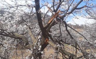 Malatya’da kimliği belirsiz kişiler kayısı ağaçlarına zarar verdi  