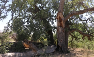 Yeni gelinin batıl inancı 500 yıllık meşe ağacını yaktı