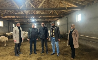 Malatya’da Akkaraman ırkı koyun yetiştiriciliği yaygınlaştırılıyor
