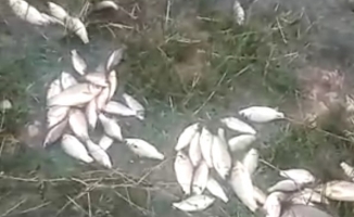 Sel nedeniyle taşan gölde balıklar karaya vurdu