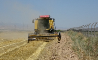 Arguvan'da buğday hasadında sona gelindi