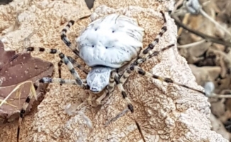 Dünyanın en zehirli örümceklerinden biri Malatya'da görüldü